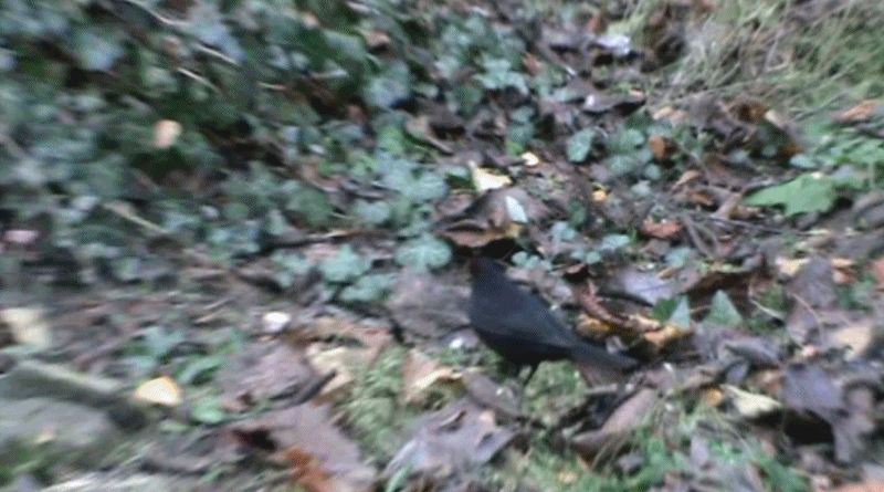 Pájaro negro